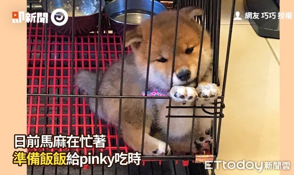 ▲▼Pinky。（圖／即新聞／網友巧巧提供）