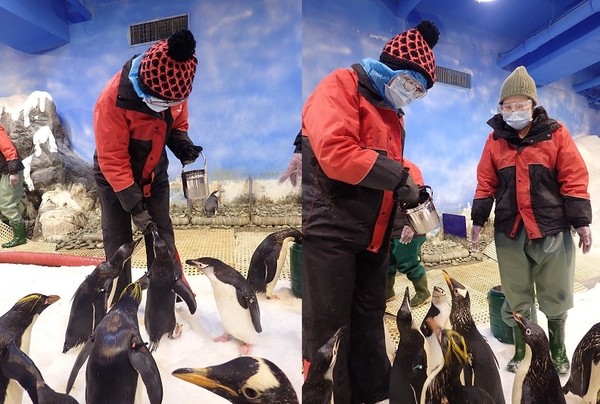 ▲▼屏東海生館開放餵食企鵝體驗。（圖／KLOOK提供）