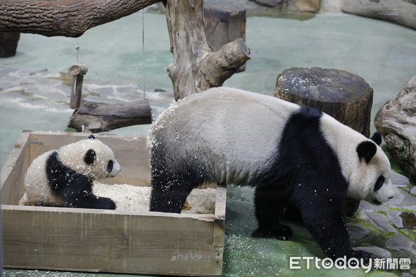 ▲▼台北市立動物園今晚舉行大手牽小手-大貓熊『圓寶』見面會暨感恩晚會，出生180天的大貓熊園寶今天第一次公開與民眾見面。（圖／記者湯興漢攝）