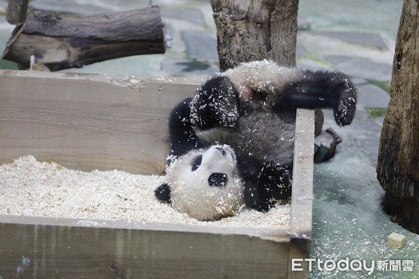 ▲▼台北市立動物園今晚舉行大手牽小手-大貓熊『圓寶』見面會暨感恩晚會，出生180天的大貓熊園寶今天第一次公開與民眾見面。（圖／記者湯興漢攝）