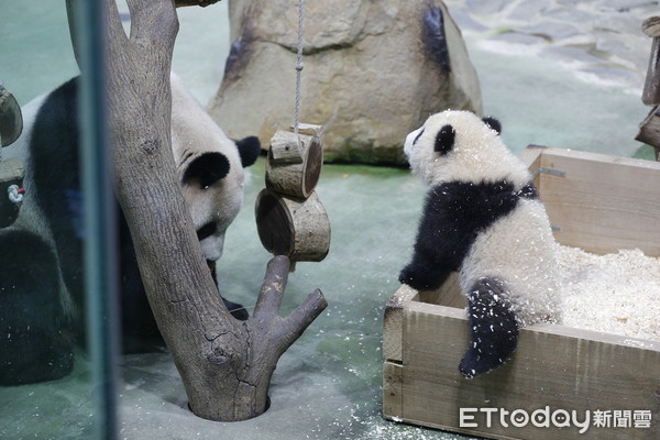 ▲▼台北市立動物園今晚舉行大手牽小手-大貓熊『圓寶』見面會暨感恩晚會，出生180天的大貓熊園寶今天第一次公開與民眾見面。（圖／記者湯興漢攝）