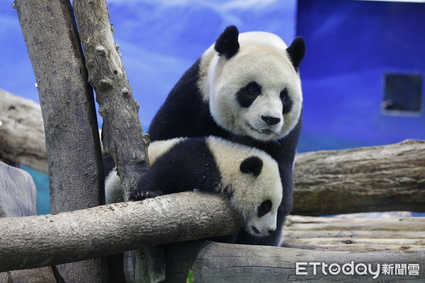 ▲▼台北市立動物園今晚舉行大手牽小手-大貓熊『圓寶』見面會暨感恩晚會，出生180天的大貓熊園寶今天第一次公開與民眾見面。（圖／記者湯興漢攝）