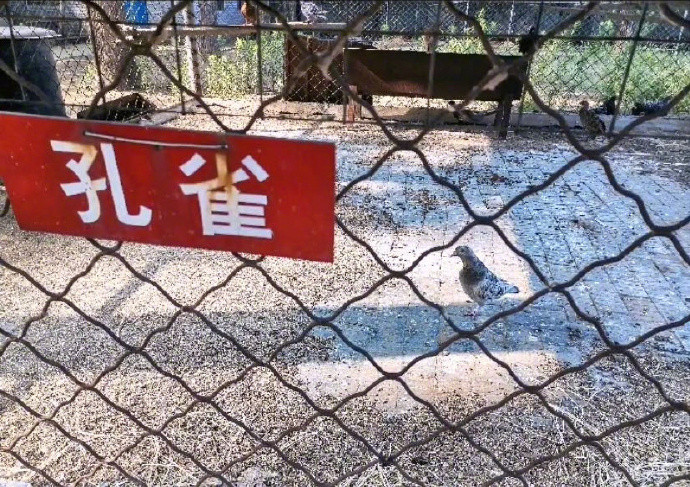 ▲▼史上最敷衍動物園（圖／翻攝自微博／我與老公的日常）