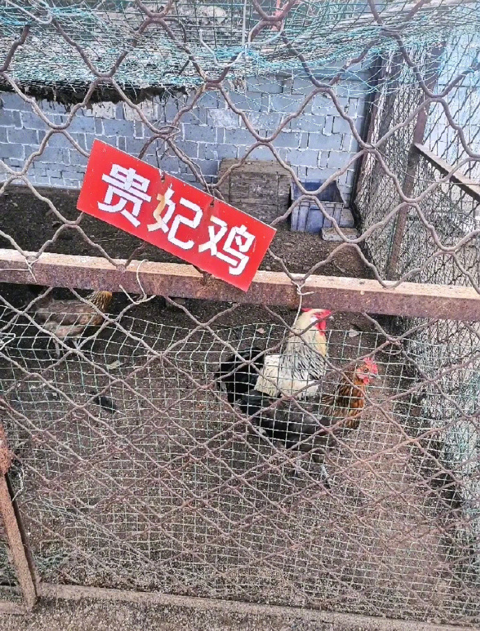 ▲▼史上最敷衍動物園（圖／翻攝自微博／我與老公的日常）