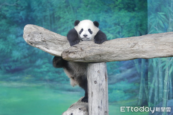 ▲▼台北市立動物園今年初生的大貓熊圓寶，在經過180天園方的細心照料後，今天(12/28)正式對外展示給民眾參觀。由於元寶年紀尚小，開放初期都是與嬤嬤圓圓一同。大貓熊館開館時間一到，立馬湧入大批想先睹為快的民眾。（圖／記者湯興漢攝）