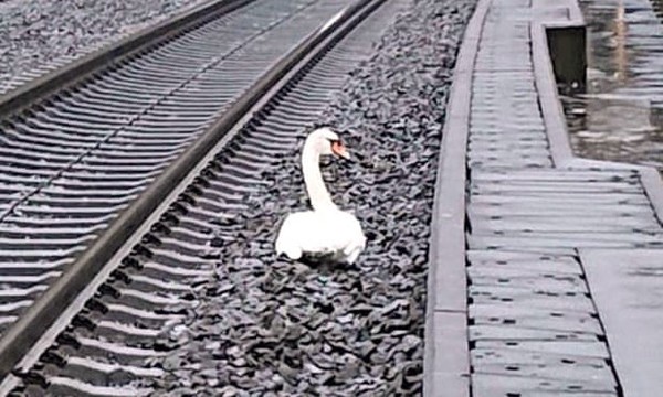 ▲▼天鵝坐在鐵路上哀悼死去的配偶。（圖／翻攝自Federal Police Kassel）