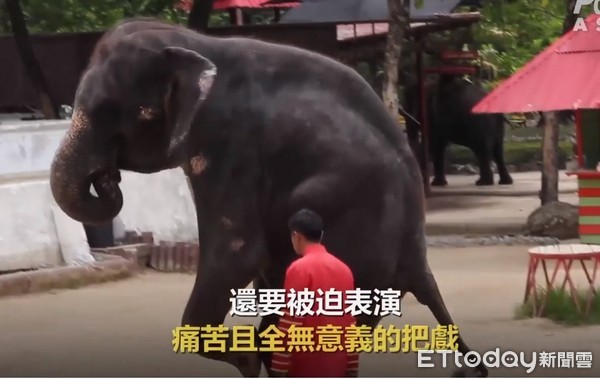 泰國動物園動物遭受不當對待。（圖／PETA提供）