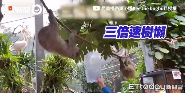 好像餵手提包吃飯 擾西擔任動物飼育員驚見樹懶開3倍速追打 Ettoday寵物雲 Ettoday新聞雲