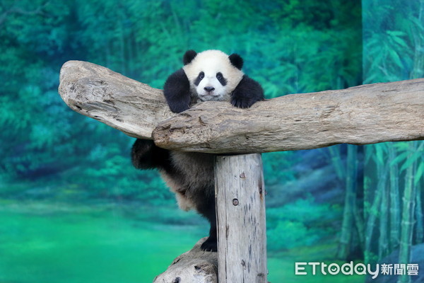 ▲▼台北市立動物園大貓熊圓寶。（圖／記者湯興漢攝）