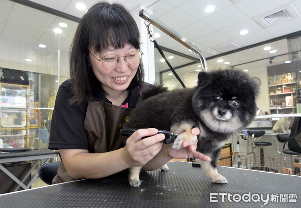 ▲陳芊如轉戰寵物美容業學技術，並向勞動部申請微型鳳凰創業貸款，在市區開起寵物美容工作室圓夢。（圖／記者林悅翻攝，下同）