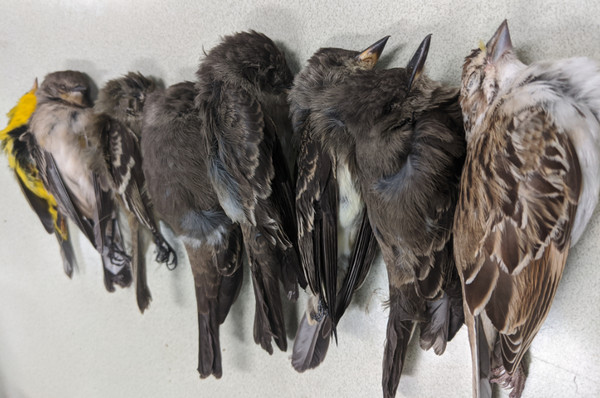 ▲▼美國西南部大量鳥類死亡。（圖／翻攝自推特／Allison Salas）