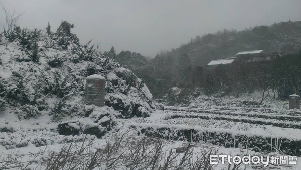 ▲2016年霸王級寒流來襲時，竹子湖曹家花田香農田被雪覆蓋。（資料照／曹家花田香提供）