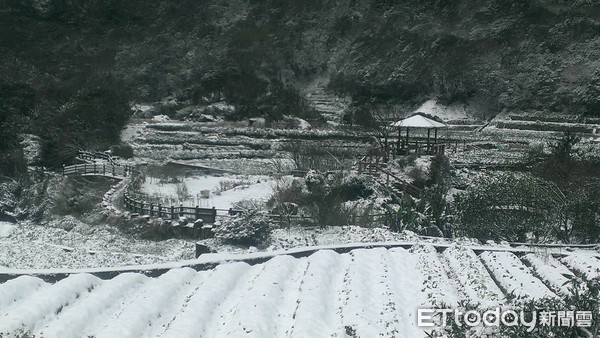 ▲2016年霸王級寒流來襲時，竹子湖曹家花田香農田被雪覆蓋。（資料照／曹家花田香提供）