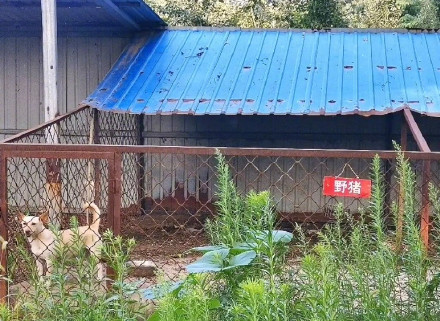 ▲最敷衍動物園。（圖／翻攝自微博）