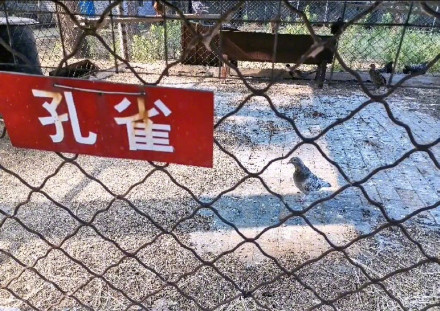 ▲最敷衍動物園。（圖／翻攝自微博）