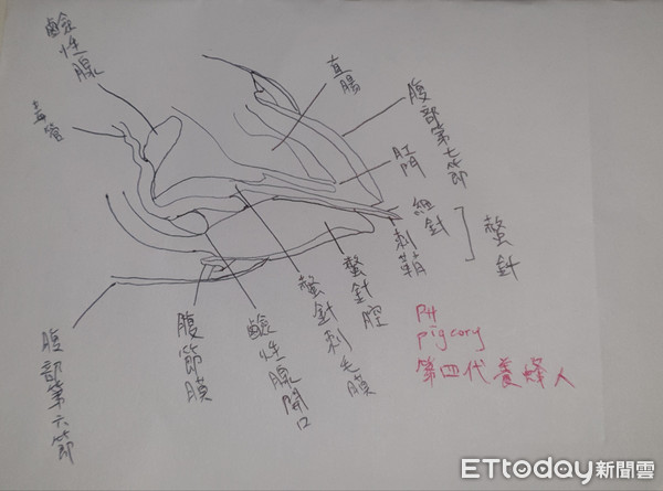 ▲▼肉身實測被蜜蜂螫。（圖／網友堯仔授權使用，未經同意請勿隨意翻攝，以免侵權）