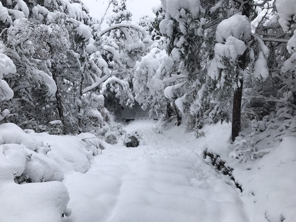 ▲▼2018太平山森林遊樂區下雪。（圖／太平山森林遊樂區賴俊仁提供）