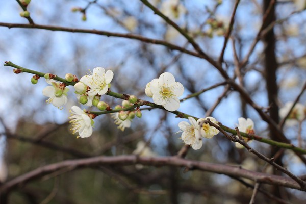 ▲士林官邸梅花預計元旦盛開。（圖／公園處提供）