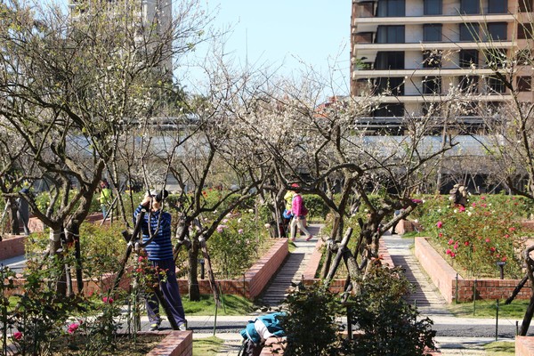 ▲士林官邸梅花預計元旦盛開。（圖／公園處提供）