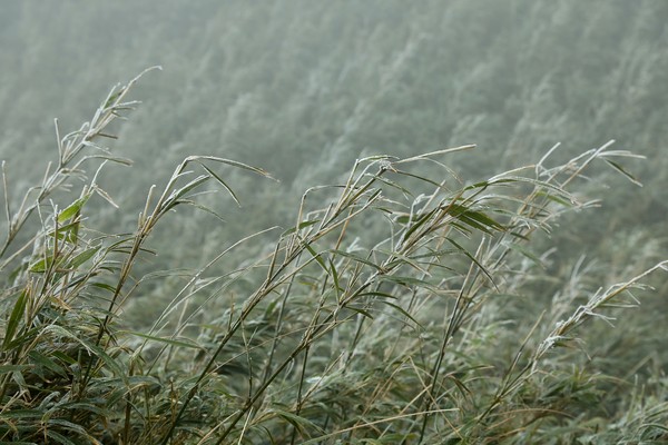 ▲▼受寒流侵襲影響,陽明山二子坪下冰霰,大屯自然公園,大屯山,陽明山國家公園,低溫。（圖／記者李毓康攝）