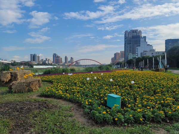 ▲成美左岸河濱公園花海,彩虹橋,大佳河濱公園,大佳河濱公園黃波斯菊。（圖／北市水利處提供）