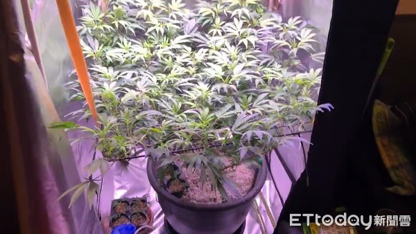 ▲▼男子在夜店購得大麻種子，竟成功化身自耕農，1盆變16盆成功栽種。（圖／記者邱中岳翻攝）