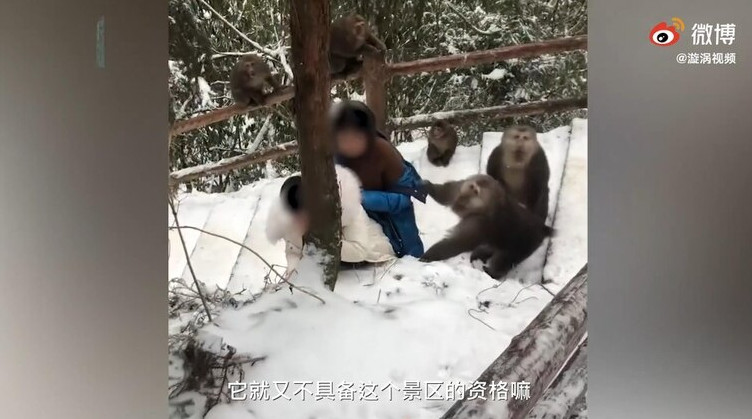 ▲▼ 慘遭潑猴「霸王硬上弓」。（圖／翻攝自秒拍）