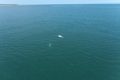 ▲海保署使用空拍機觀測白海豚。（圖／海洋保育署）