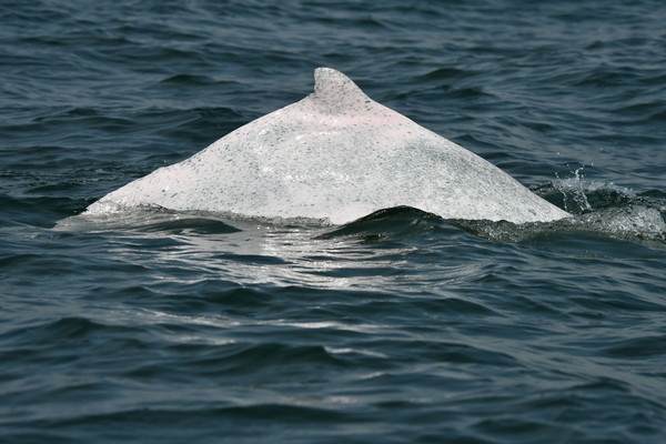 ▲海保署使用空拍機觀測白海豚。（圖／海洋保育署）