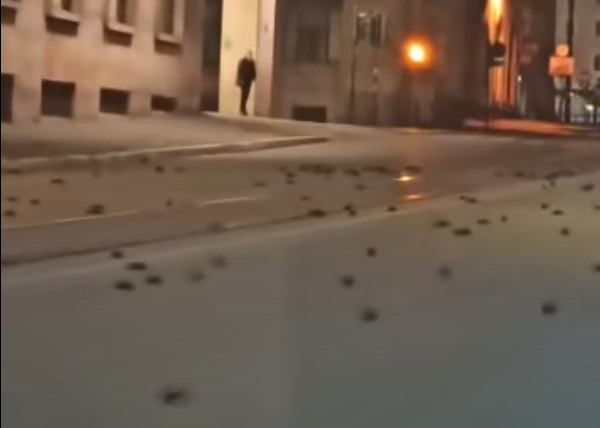 ▲▼ 義大利首都羅馬數百隻鳥慘死街頭。（圖／翻攝自臉書）