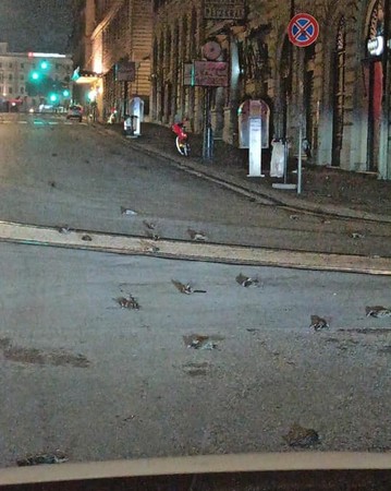 ▲▼  義大利首都羅馬數百隻鳥慘死街頭。（圖／翻攝自臉書）