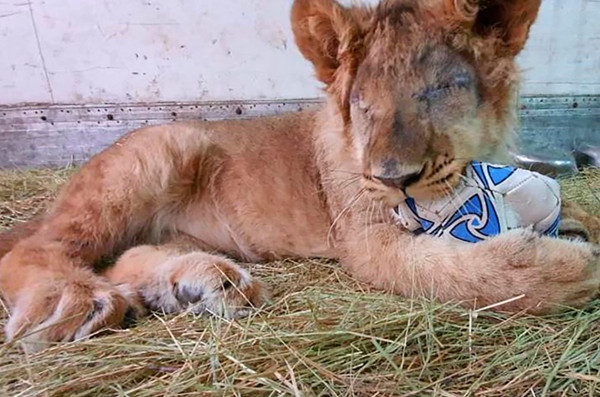 ▲俄羅斯一隻幼獅遭到走私。（圖／翻攝 Veterinary Committee of the Volgograd Region）