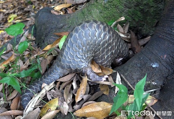 ▲▼通報、救傷、野放。（圖／台北市立動物園提供）