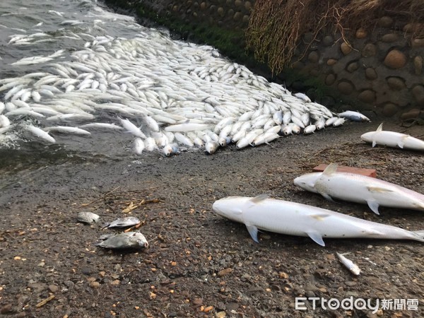 ▲台西的文蛤虱目魚混養池有1000公頃，其中700公頃都受到影響，每池受害面積皆達三、四成以上。（圖／記者蔡佩旻翻攝）