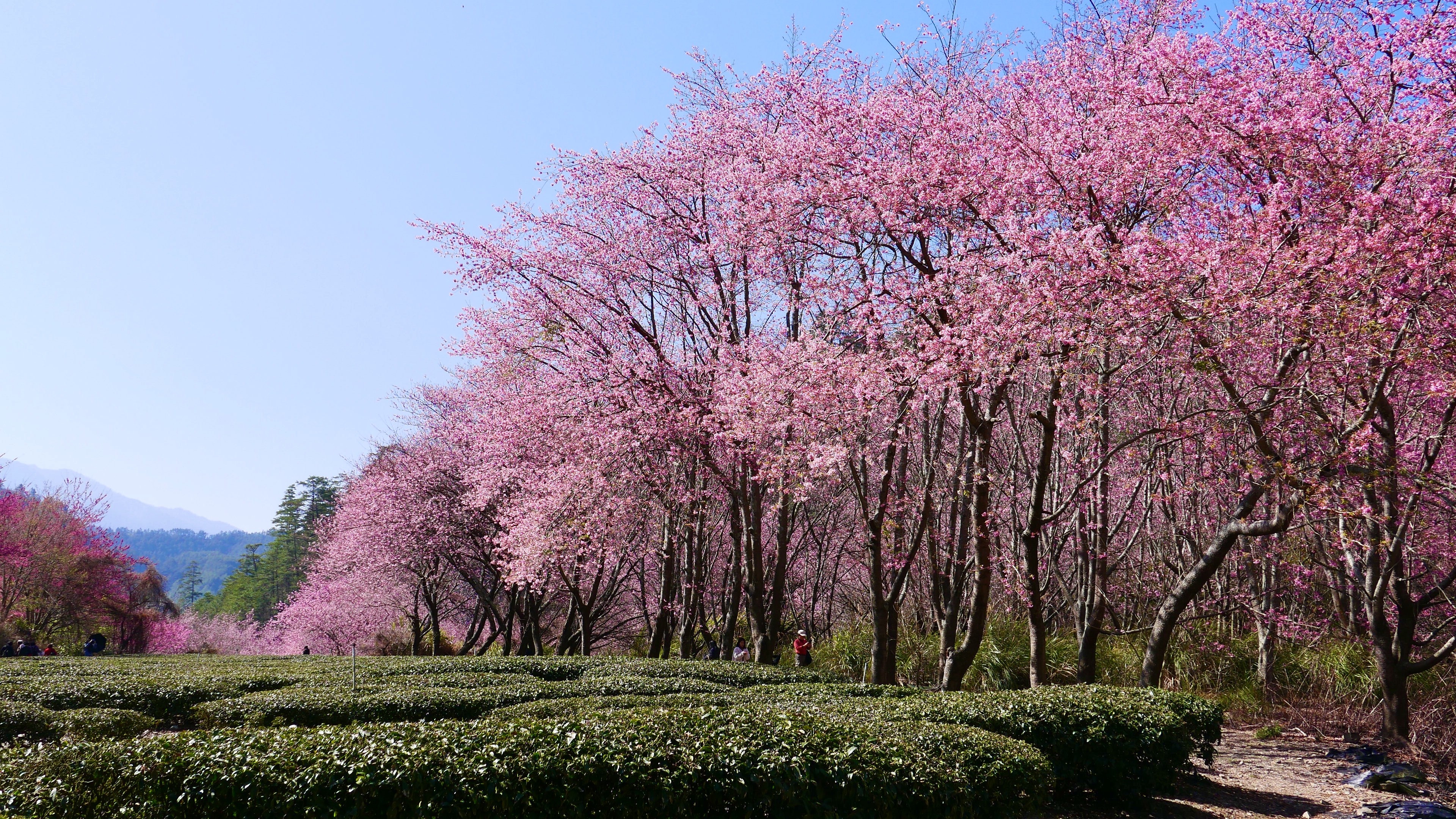 上橋鳥瞰粉紅河 武陵櫻花季 初一登場 賞櫻專車1 6開賣 Ettoday生活新聞 Ettoday新聞雲