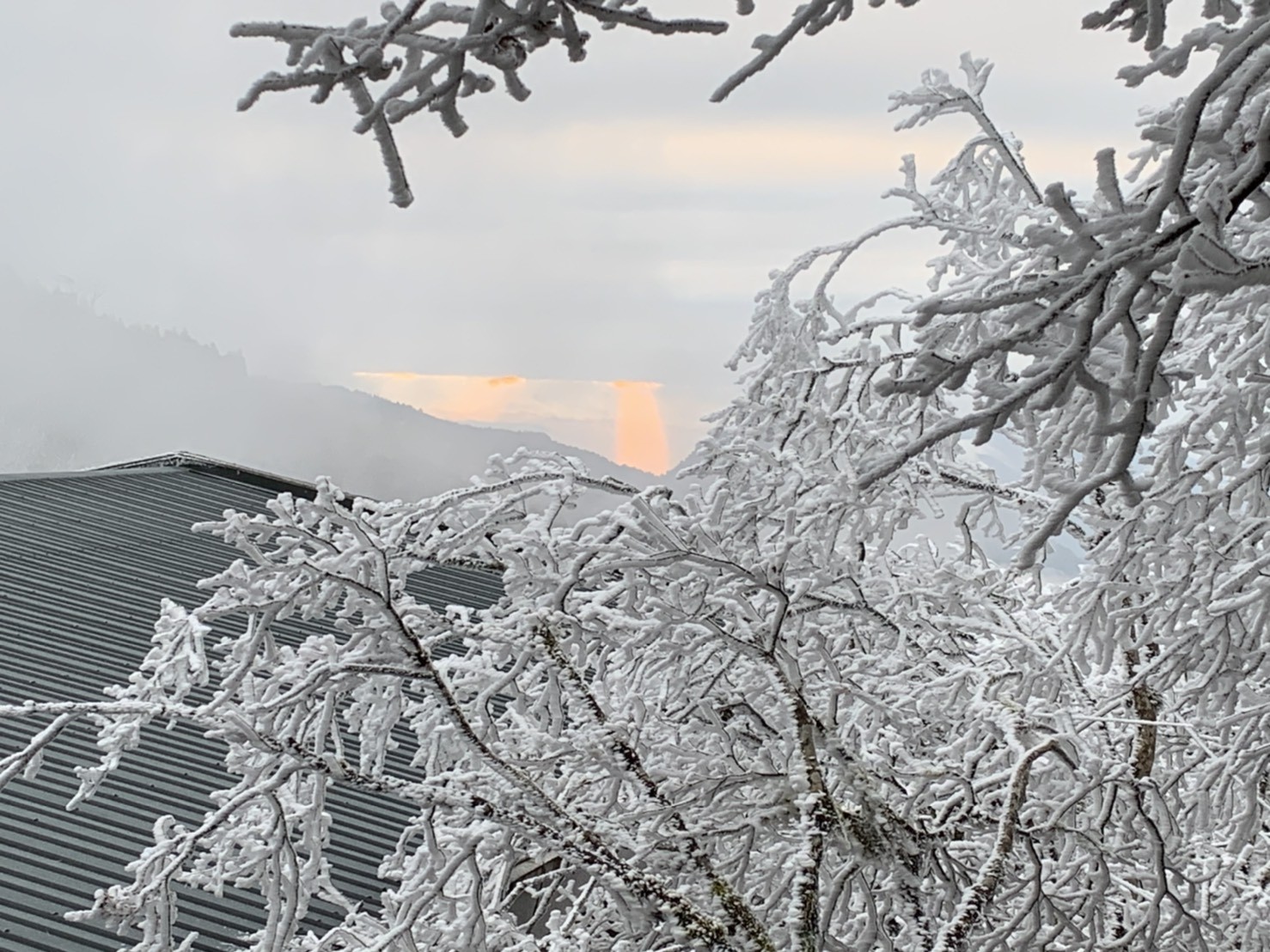 ▲太平山霧淞。（圖／林務局羅東林區管理處提供）