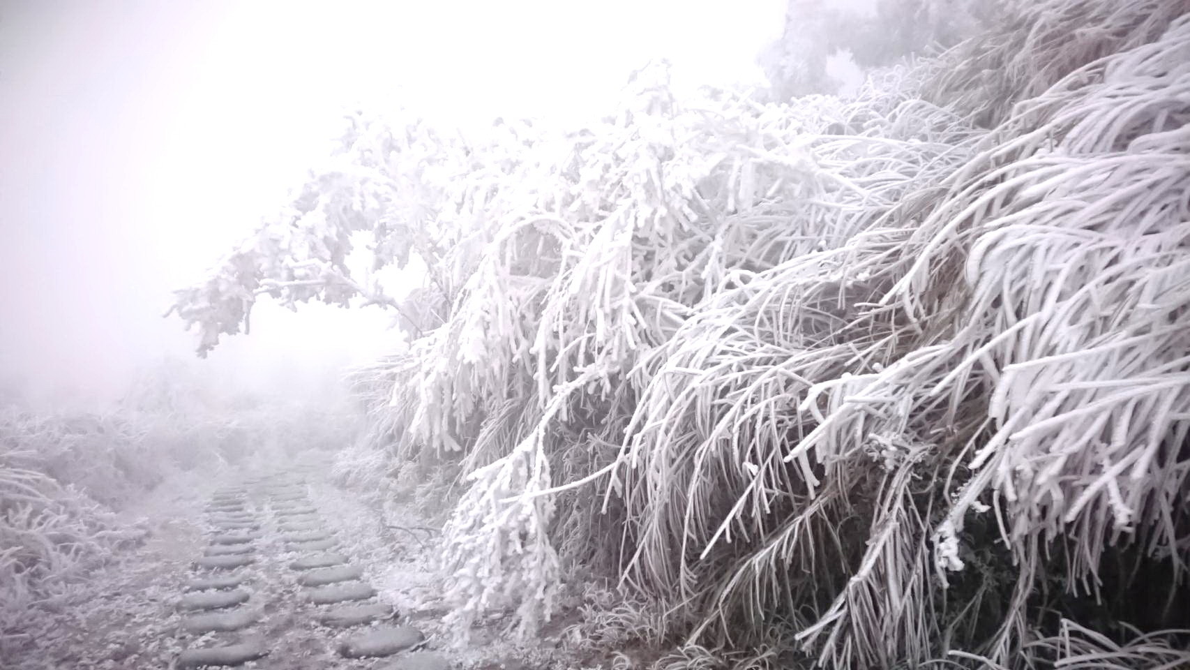 ▲▼7日起太平山白嶺以上下雪機會高，6日下午已有500多名追雪部隊入園要欣賞仙境美景。（圖／記者游芳男翻攝，下同）