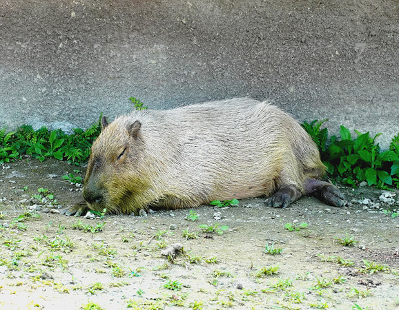 ▲▼動物園。（圖／台北市立動物園提供）