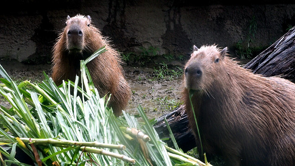 ▲▼動物園。（圖／台北市立動物園提供）