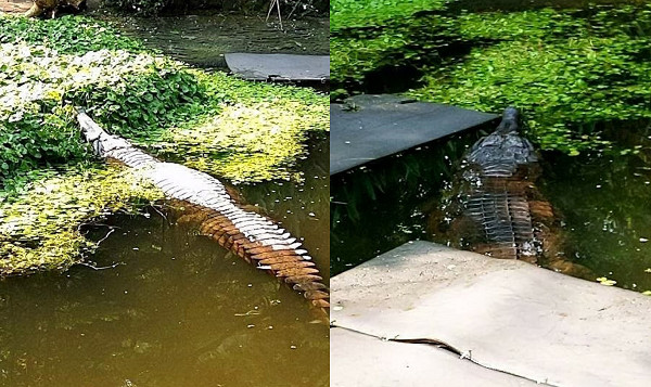 ▲▼動物園。（圖／台北市立動物園提供）