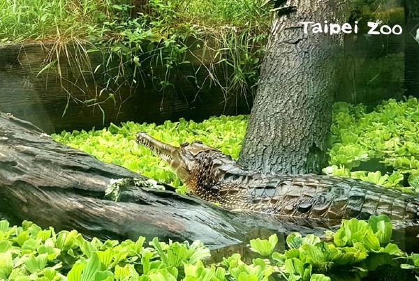 ▲北市動物園馬來長吻鱷「酷龍」。（圖／台北市立動物園提供）