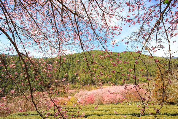 ▲▼武陵農場兆豐櫻花園,武陵農場賞櫻。（圖／IG＠sky_kuei授權提供）