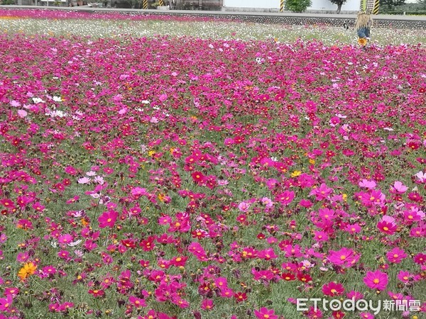 ▲埔鹽南新花海。（圖／記者唐詠絮攝）