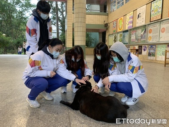 ▲最長壽的資深員工！樹林高中「小黑」20歲　最喜歡被同學按摩。（圖／新北市政府動保處提供）