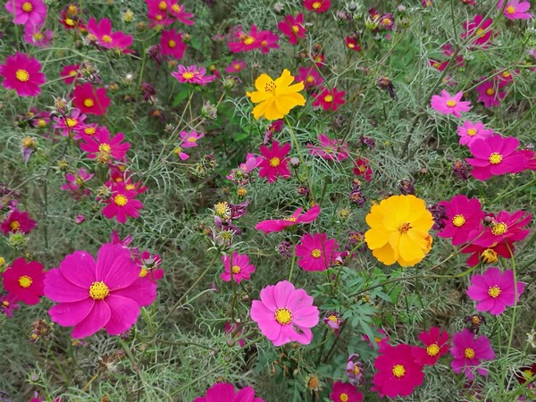 ▲南新花海藝術節紅衣女孩爆紅。（圖／記者唐詠絮攝）