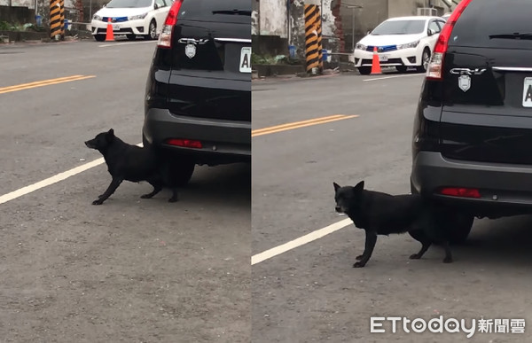 ▲很懂抓！旗津黑狗車底「前後撸動」超陶醉　路人笑瘋：屁股很癢。（圖／網友Yolanda Huang提供，請勿隨意翻拍，以免侵權。）