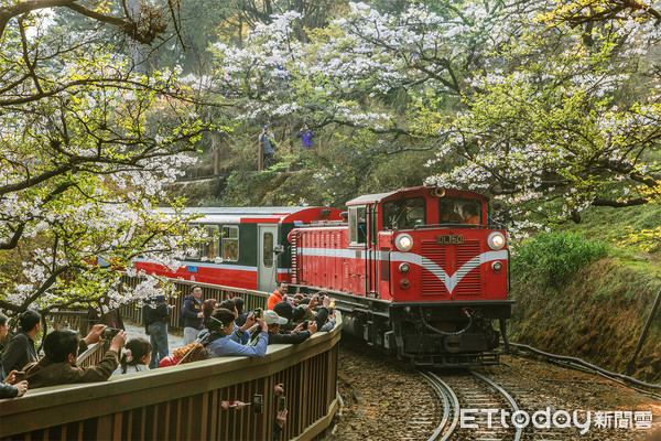 ▲櫻花季3至4月期間，雄獅旅遊獨家包下5台阿里山百年蒸汽檜木火車。（圖／雄獅旅遊提供）
