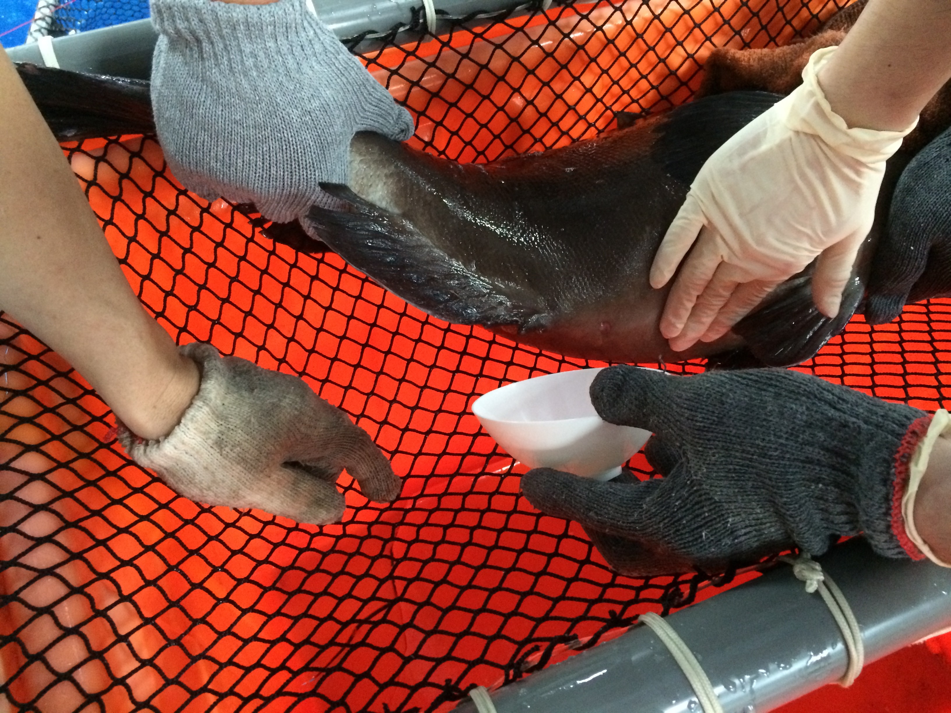 ▲▼水試所發表石斑魚雄魚不足由冷凍精液幫忙。（圖／水產試驗所提供）