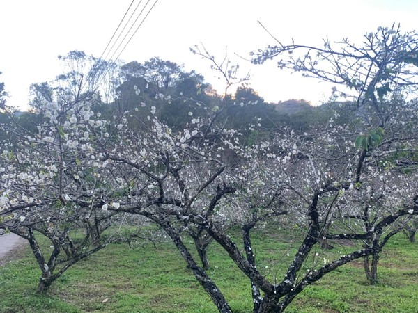 ▲桃源區的梅花盛開。（圖／翻攝自高雄旅遊網）