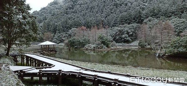 ▲▼宜蘭明池森林遊樂區下雪，明池雪景，明池落羽松雪景，明池下雪。（圖／力麗觀光提供）